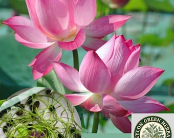 Graines de lotus sacré | Nelumbo nucifera blanc rose, germination testée