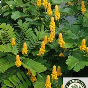 May include: A Senna alata plant featuring numerous upright, candle-shaped clusters of bright yellow flowers surrounded by lush, pinnate green leaves. A circular logo with the text CEYLON GREEN HERBALS is visible in the bottom right corner.