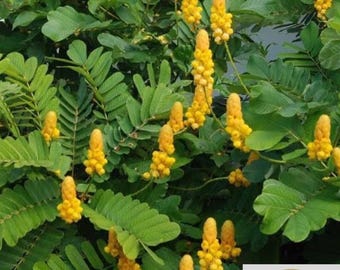 Cassia Alata Leaves Organic sun dried Ayuredic Herb Natural Skin care| Natural Candlebush Leaf
