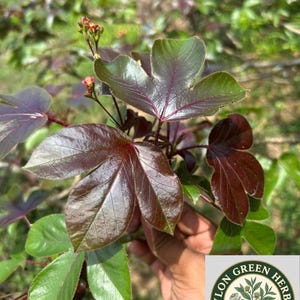 Oltre 100 foglie essiccate di Jatropha Curcas rossa / Foglie botaniche naturali / Materiale vegetale erboristico / Ratanjot Laljari