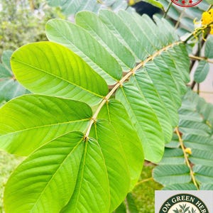 Pode incluir: Close-up de folhas verdes vibrantes com uma estrutura de veias detalhada. As folhas fazem parte de uma planta com um caule e pequenas flores amarelas. Um selo vermelho e branco "BEST QUALITY" é visível.