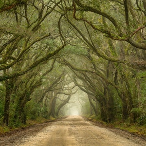 Tree Photography Tree in Charleston South Carolina Tunnel Mist and Fog Live Oaks Botany Bay Photography image 2