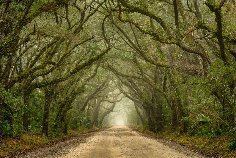 Tree Photography Tree in Charleston South Carolina Tunnel Mist and Fog Live Oaks Botany Bay Photography image 2