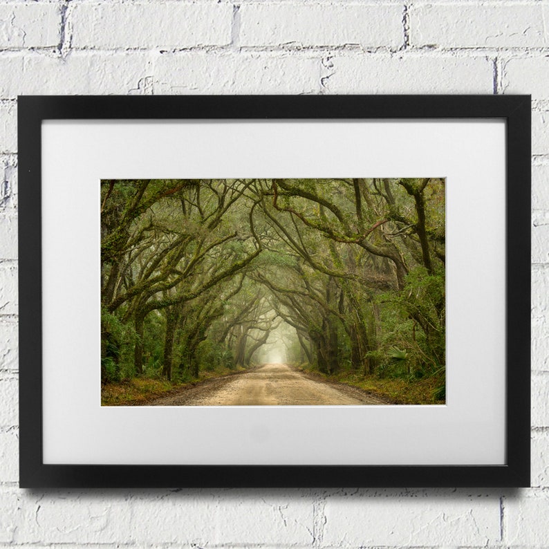 Tree Photography Tree in Charleston South Carolina Tunnel Mist and Fog Live Oaks Botany Bay Photography image 1