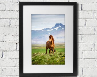 Wild Horse Photography Print Horse Iceland.  Horse Photography Horse