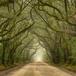 Tree Photography Tree in Charleston South Carolina Tunnel Mist and Fog Live Oaks Botany Bay Photography image 3