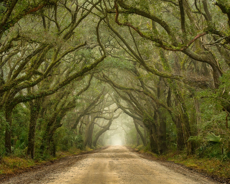 Tree Photography Tree in Charleston South Carolina Tunnel Mist and Fog Live Oaks Botany Bay Photography image 3