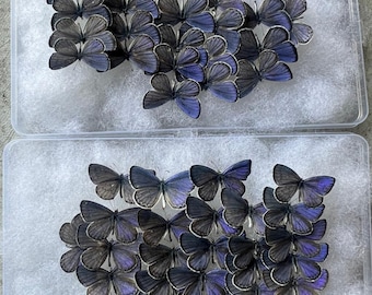 10-100 pcs natural Real Butterflies Specimen (Udara dilecta ) Artwork Material Home Decoration DIY