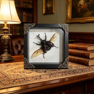 Japanese Rhinoceros Beetle Real - Etsy