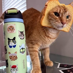 May include: A light green Owala water bottle decorated with various cat faces, and an orange tabby cat wearing a slice of bread on its head. The bottle has a black and green lid. The cat is standing next to the bottle.