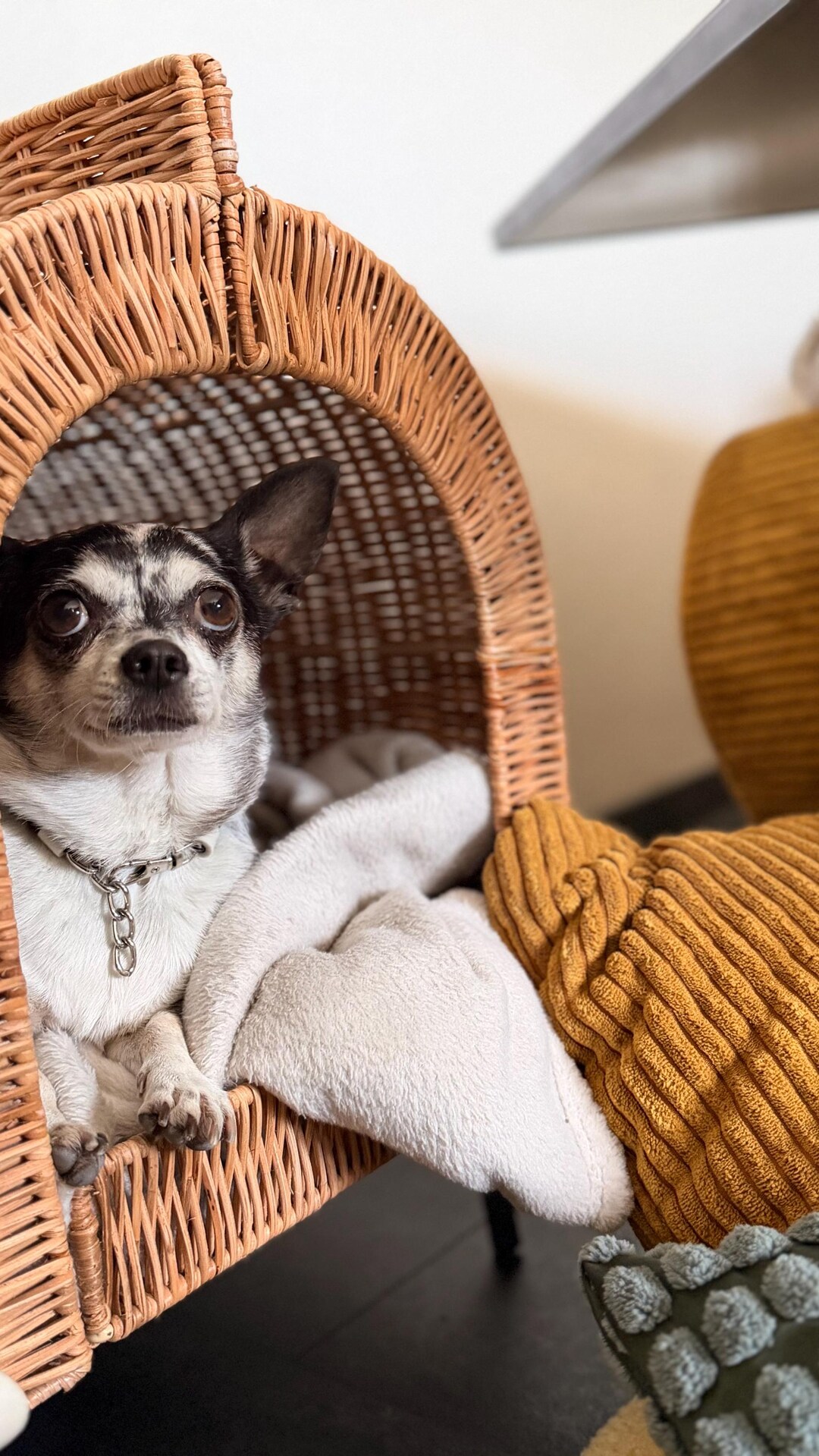 Chihuahua Coloring Book for Kids & Adults | Cute Dog Coloring Pages ...