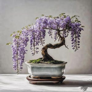 Lila gråtande blåregnbonsai – levande blommande vinranka