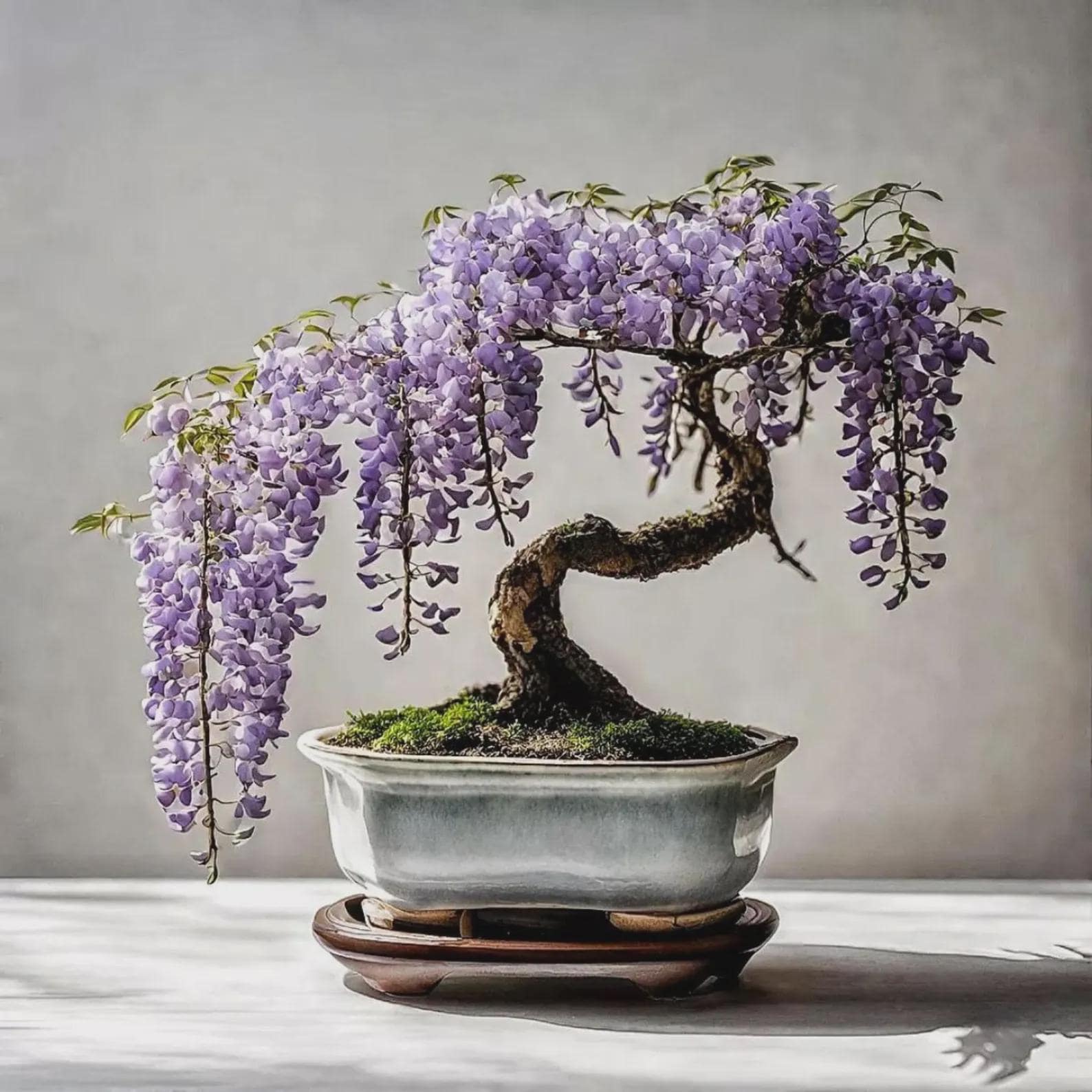 Wisteria bonsai - Etsy.de
