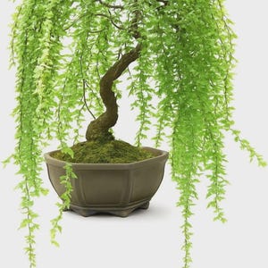 Weide bonsai - Etsy Schweiz