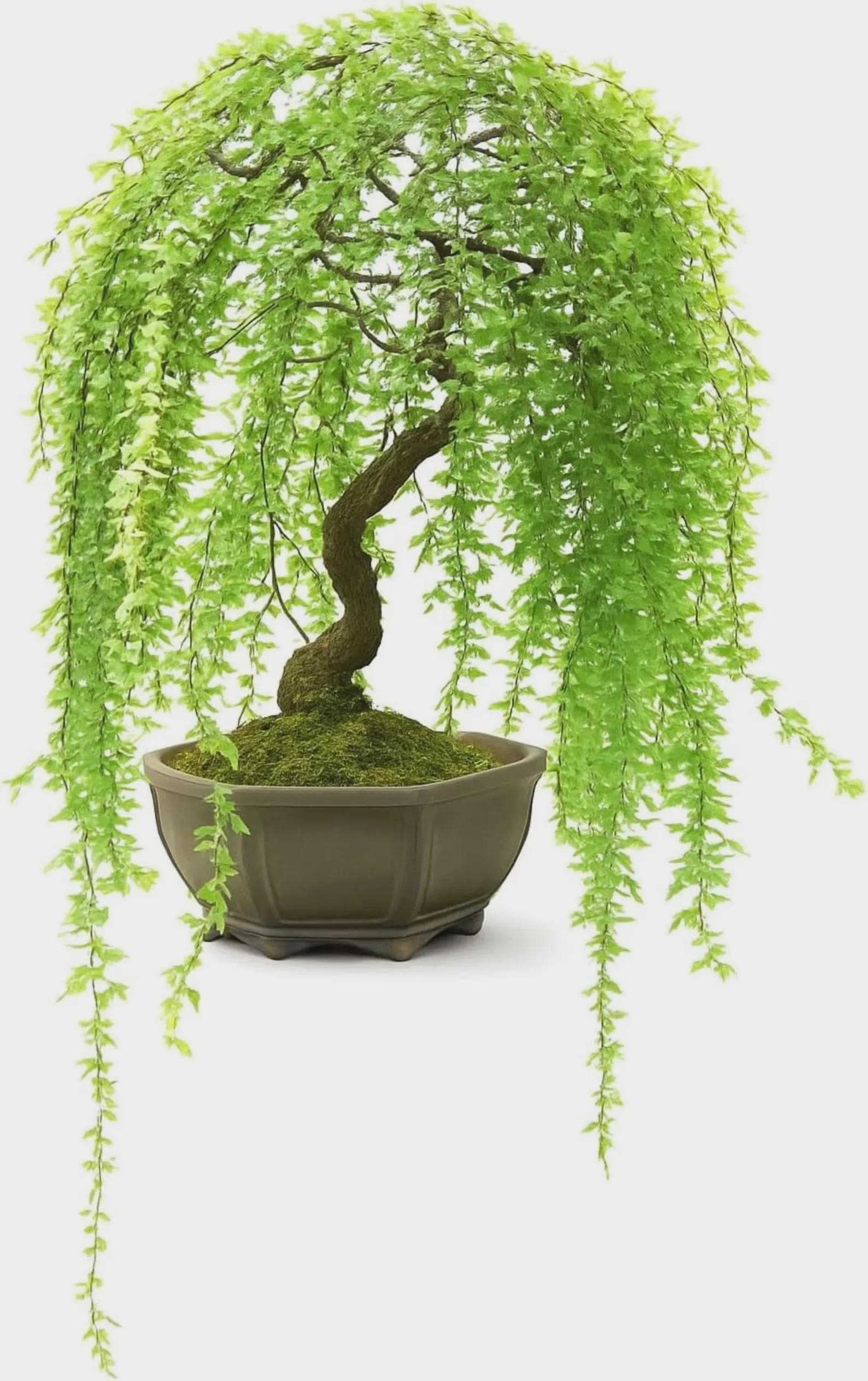 Weide bonsai - Etsy Schweiz