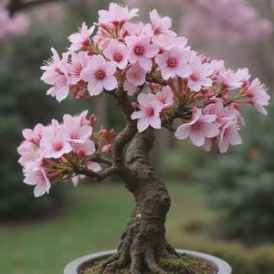 Peut inclure: Un bonsaï en fleurs avec des fleurs roses vives. Le tronc et les branches bruns foncés et texturés contrastent avec les fleurs roses. Il est planté dans un pot en céramique grise, sur fond de jardin flou.