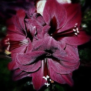 May include: A cluster of deep burgundy amaryllis flowers featuring large, velvety petals with prominent dark veins and central stamens tipped with white pollen. The blooms are arranged in a dense, overlapping formation with rich, dark tones.
