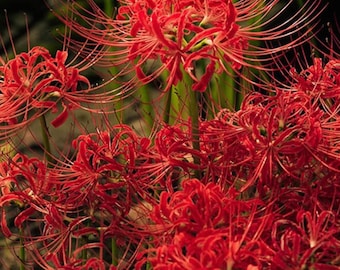 Lirio araña rojo Lycoris – Amarilis fresca Lycoris Radiata para jardín y plantas en maceta (3 bulbos)