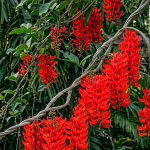 Red Jade Plant - Etsy
