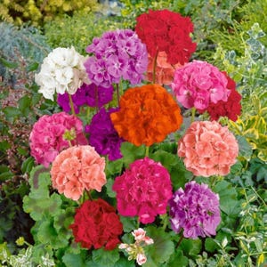 100+ Geranium 'Luster Mix' Seeds | Fragrant Colorful Pelargonium Flower Garden Plant