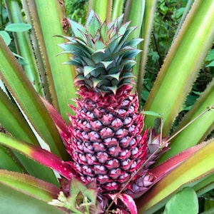 Op de afbeelding: Een levendige roze en paarse ananas die aan een centrale stengel groeit, omringd door lange, puntige, groen en roodachtig getinte bladeren. De vrucht heeft een textuur met een ruitpatroon en een kroon van scherpe, stekelige groene bladeren.