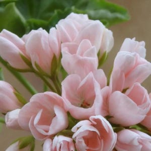 Geranium Light Peach Pink Ball Flower – 10 Seeds