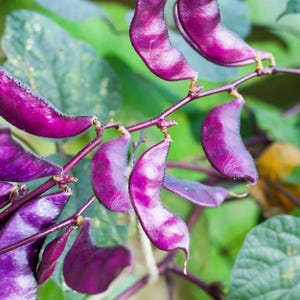Könnte beinhalten: Nahaufnahme einer Pflanze mit leuchtend violetten Schoten und Stängeln. Die Schoten sind gebogen und prall, mit einer glatten Textur. Der Hintergrund zeigt grüne Blätter, wodurch eine natürliche und farbenfrohe Komposition entsteht. Das Bild hebt die einzigartige Farbe und Form der Pflanze hervor.