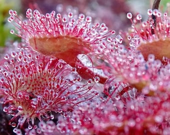 Fresh Drosera Seed Mix 100PCS – Rare Carnivorous Sundew Species