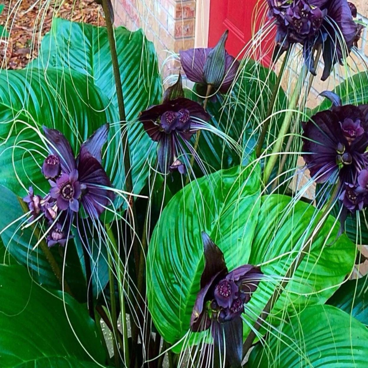 Tacca chantrieri - Etsy 日本