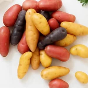 Könnte beinhalten: Eine Ansammlung von Fingerling-Kartoffeln in verschiedenen Farben, darunter Rot, Gelb und Dunkelviolett. Die Kartoffeln haben glatte, längliche und unregelmäßige Formen mit kleinen Vertiefungen auf ihrer Schale, lose angehäuft.