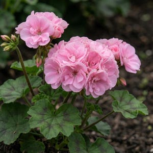 Può includere: Un gruppo di fiori di geranio rosa tenue con petali arricciati e foglie verdi con segni centrali scuri. La pianta mostra diverse teste fiorite e vari boccioli chiusi su steli sottili, creando una composizione floreale densa.