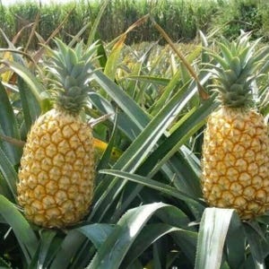 Pode incluir: Dois abacaxis maduros com casca texturizada amarelo-dourada e coroas verdes espinhosas são cercados por longas folhas verdes. A fruta tropical é mostrada crescendo em um campo, mostrando o ambiente natural do produto.
