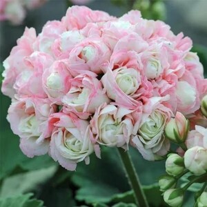 May include: A dense cluster of pale pink and white geranium flowers with layered, ruffled petals. The bloom is spherical in shape, featuring soft pastel colour gradients from the centre of each petal to the edges, supported by a green stem.