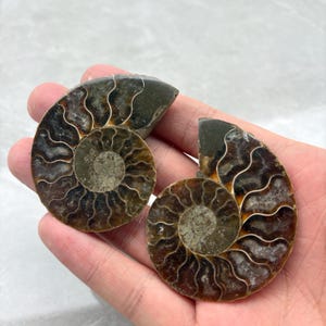 May include: Two halves of a fossilized ammonite shell, showcasing intricate spiral patterns and a mix of brown, tan, and gray hues. The fossil's segmented structure is clearly visible, with a polished surface.