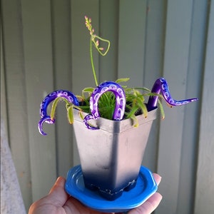 Tentacle plant, Plant stake, Octopus tentacle, Octopus decor, Octopus art, Plant decoration, Octopus decoration, Tentacle art