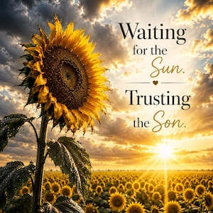 May include: A large yellow sunflower stands in the foreground of a vast field of sunflowers under a dramatic sunset sky. The text reads: Waiting for the Sun. Trusting the Son. The scene features golden light, dark clouds, and dew on the leaves.