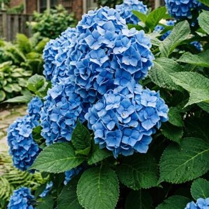 以下が含まれることがあります： 丸みを帯びた花びらを持つ鮮やかな青いアジサイの花の房が、大きな球状の頭状花序に密集しています。花々は、葉脈がはっきりと見え、表面に質感のある、青々としたギザギザの緑の葉に囲まれています。