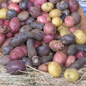 May include: A collection of raw potatoes in various colours including red, yellow, purple, and dark brown. The potatoes are piled together in a woven basket lined with dry straw, displaying diverse shapes and sizes ranging from round to elongated.