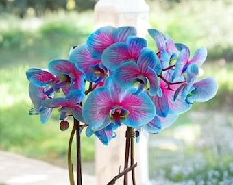 50 blå och rosa orkidéfrön – exotiska blandade orkidéblommor