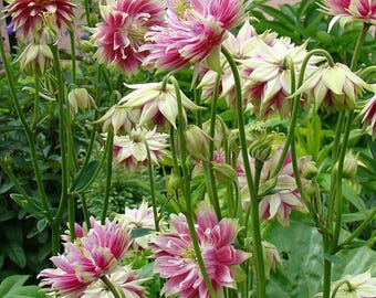 100 Nora Barlow Columbine Frön – Köldtåliga Dubbla Blommor Trädgårdsplanteringsfrön