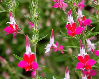 50 Salvia 'Hot Lips' Frön – Flerårig pollinerande blomma för bin, fjärilar och rabatter
