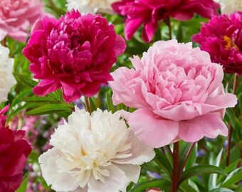 100 blandade pionfrön – arvsblomsfrön för färgglada fleråriga trädgårdsblommor