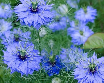 200+ svarta spiskumminfrön för plantering (Nigella sativa) Icke-GMO, arvsgods