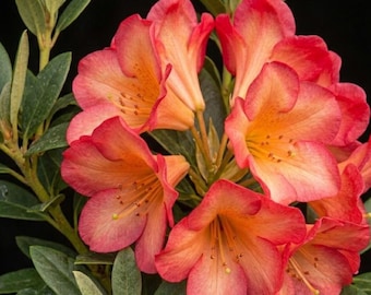 Rosenröd Rhododendron Azalea 100 frön – Livfull karmosinröd vintergrön buske för trädgårdar