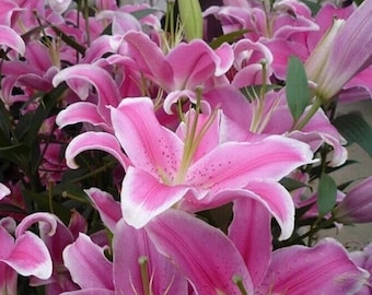 50 rosa liljefrön (Lilium) – Doftande sällsynta trädgårdsblommor för utomhusplantering