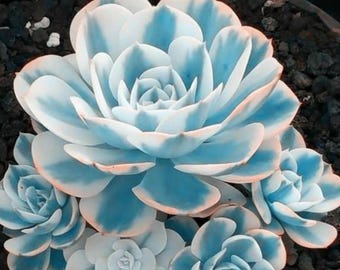 Blåvita Witchford Lithops 100 frön – Sällsynta levande stensuckulentkaktusfrön