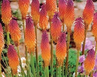 25 Orange Lila Hot Poker Frön – Livfulla Torch Lily Trädgårdsblommor