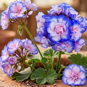 Puede incluir: Una planta de geranio en maceta con racimos de flores rizadas que presentan centros de color rosa suave y bordes de color azul violeta vibrante. La planta tiene hojas verdes lobuladas y tallos delgados, con una flor suelta sobre la tierra.