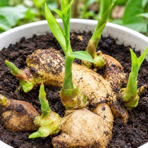 May include: A ginger rhizome with multiple green sprouts growing from its tan, knobby surface, partially buried in dark, moist potting soil within a white circular container. The ginger root shows visible texture and small buds.