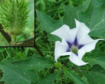 50 Datura Stramonium 'Jamestown' Seeds – Jimsonweed Thorn Apple Ornamental Flower Plant for Garden Growing